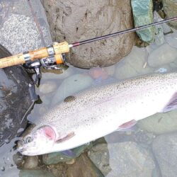厳しい！ ～天竜川ルアーフライテンカラ専用区～